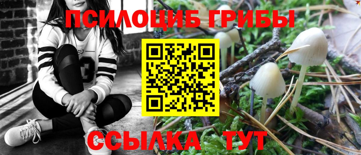 Галлюциногенные грибы ЛСД  купить наркотики сайты  Кудрово  Вход с VPN  Галлюциногенные грибы Psilocybe 